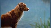 Shawsheen Animal Hospital