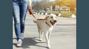 Reliable Pet Sitting