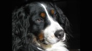 Sierra Stroll Mid-Day Walks & Pet Sitting Services