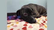 Bed & Biscuit Kennels