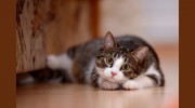 A Purrfect Place Cattery