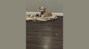 Canine To Five