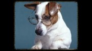 PawsCienda Pet Resort