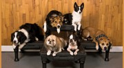Flying Colors Canine Academy