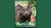 Purrfect Pals
