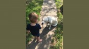 Super K9 Training & Boarding