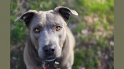 Animal Hospital Of Chester County
