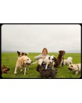 Passion Pet Nanny's