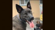 Adirondack Pet Lodge