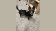 Founders Veterinary Clinic