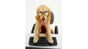 Passion Pet Nanny's-Dog Boarding, Dog Walking, Pet Sitting & more...