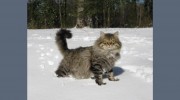 Regal Siberian Cattery