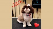 A Picture Perfect Pet