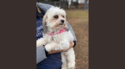 Rexpointe Kennels