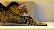 Streetcats