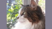 Best In Boca Pet Sitters