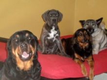 Pet Passions Mascotts