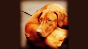 Bowwow Fun Towne