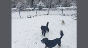 Doggy Workout