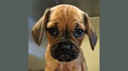 Wake Forest Animal Hospital Grooming