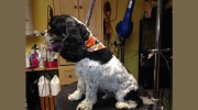 Adorybull Groom And Board