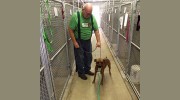 Lyons Kennels