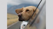 Zoot Pet Hospital + Luxury Boarding