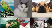 Pawsitive Personal Pet Care