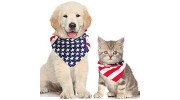 All Friends Animal Hospital - Stephanie Torlone