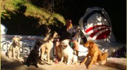 Pawderosa Dog Walking Service