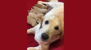 HOME VET CARE
