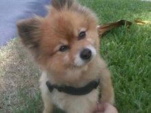 Bruno