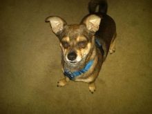Maxy