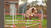 A Dog's Way Inn