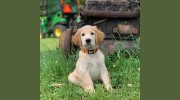 Northwoods Animal Hospital