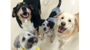 Doggy Day Care