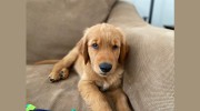 Puppy Plus