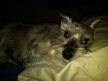 Rascal