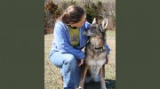Love On A Leash Dog Training