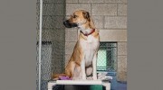 Shoreline Pet Lodge