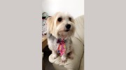 Critter Pal Pet Sitting Services