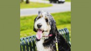 Fur Nanny Professional Pet And House Sitters