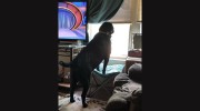 Halifax County Veterinary Center - Larry D Younger