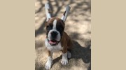 Deer Creek Animal Hospital