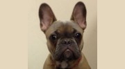 Pittsfield Veterinary Hospital - John Reynolds