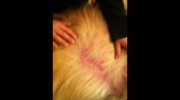 Critter Clippers