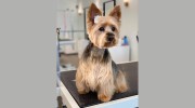 Animalodge
