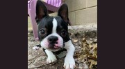 Pampered Pets Of Donelson