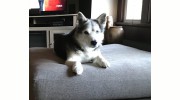 Playtime Doggy Daycare