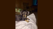 South Bosque Veterinary Clinic